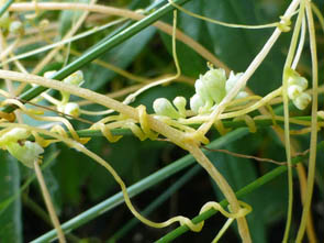 Cuscuta scandens